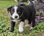 Puppy 3 Border-Aussie