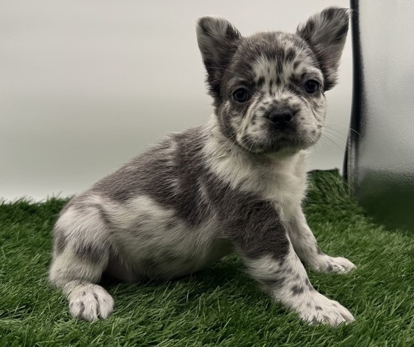 Medium Photo #1 French Bulldog Puppy For Sale in RIVERSIDE, CA, USA