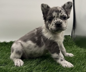 Medium French Bulldog