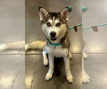 Small Photo #6 Alaskan Malamute-Huskies  Mix Puppy For Sale in Newport Beach, CA, USA