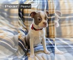 Puppy Peanut Boston Terrier