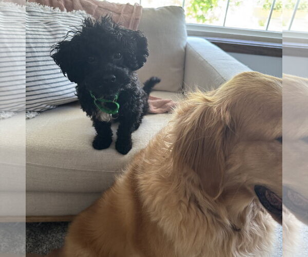 Medium Photo #5 Poodle (Miniature)-Unknown Mix Puppy For Sale in Fargo, ND, USA