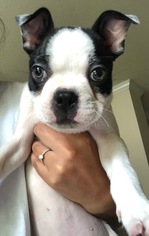 Boston Terrier Puppy for sale in ORLANDO, FL, USA