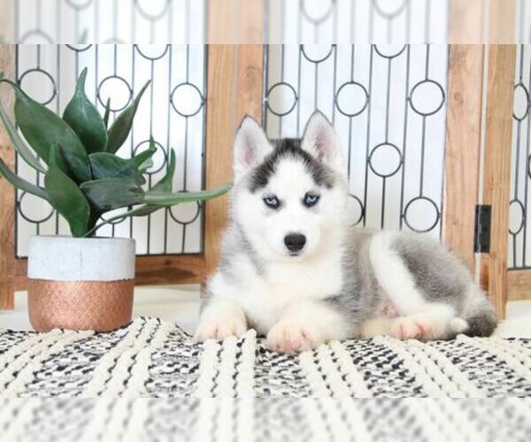 Medium Photo #3 Siberian Husky Puppy For Sale in NAPLES, FL, USA