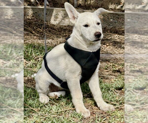 Medium Photo #2 Black Mouth Cur-Labrador Retriever Mix Puppy For Sale in San Diego, CA, USA