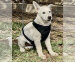 Small #1 Black Mouth Cur-Labrador Retriever Mix