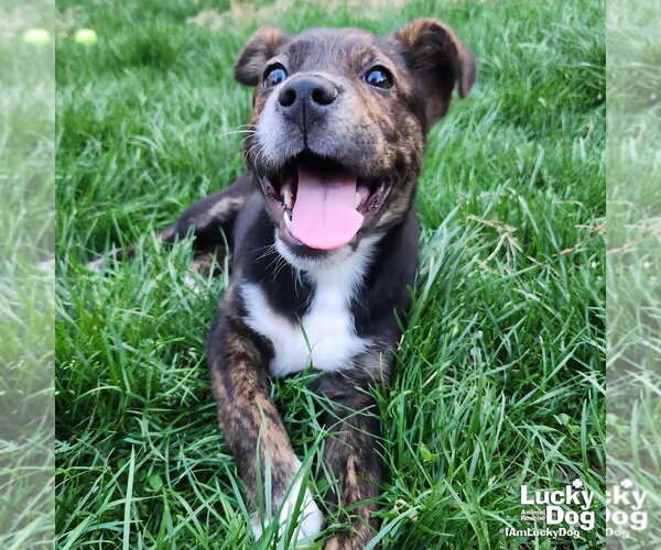 Medium Photo #3 Mutt Puppy For Sale in Washington, DC, USA