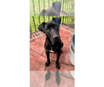 Small #2 Labrador Retriever Mix