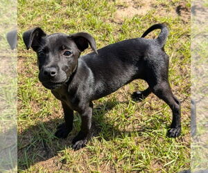 Labrador Retriever-Unknown Mix Dogs for adoption in Canton, CT, USA