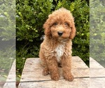 Small #3 Goldendoodle (Miniature)