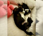Small #5 Pembroke Welsh Corgi Mix