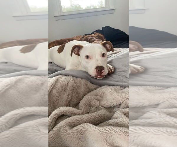 Medium Photo #13 American Pit Bull Terrier-Unknown Mix Puppy For Sale in Germantown, OH, USA