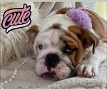 Small Photo #2 Bulldog Puppy For Sale in ISLIP TERRACE, NY, USA