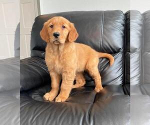 Golden Retriever Puppy for sale in FRANKLIN, IN, USA
