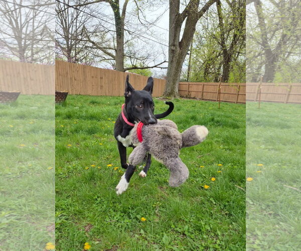 Medium Photo #8 Mutt Puppy For Sale in Germantown, OH, USA