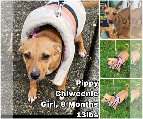 Medium Photo #1 Chiweenie Puppy For Sale in Seattle, WA, USA