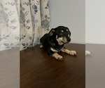 Small #44 Chihuahua