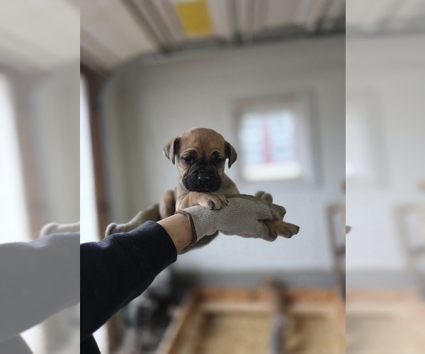 Medium Photo #1 Cane Corso Puppy For Sale in AKRON, OH, USA