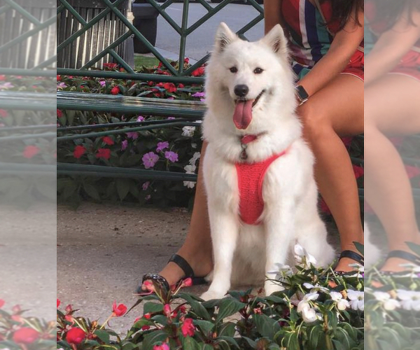 Medium Photo #1 Samoyed Puppy For Sale in BOCA RATON, FL, USA