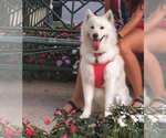 Small Photo #1 Samoyed Puppy For Sale in BOCA RATON, FL, USA