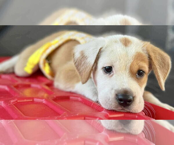 Medium Photo #1 Labrador Retriever-Unknown Mix Puppy For Sale in Jefferson, NJ, USA