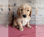 Small #1 Golden Retriever