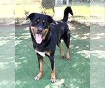 Small #4 Rottweiler Mix