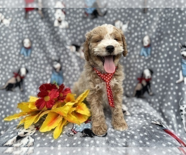 Medium Photo #1 Cock-A-Poo Puppy For Sale in LAKELAND, FL, USA