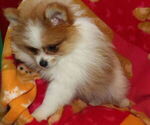 Small #1 Pomeranian