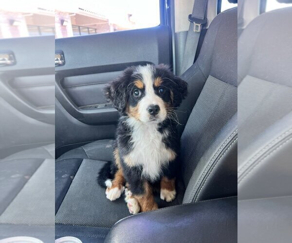 Medium Photo #32 Bernese Mountain Dog Puppy For Sale in PEYTON, CO, USA