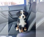 Small #1 Bernese Mountain Dog