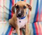 Small #2 Colonial Cocker Spaniel Mix