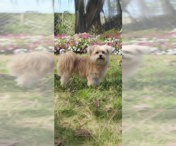 Medium Photo #4 Shiranian Puppy For Sale in Weston, FL, USA