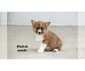 Cowboy Corgi Puppy for sale in CLARE, MI, USA