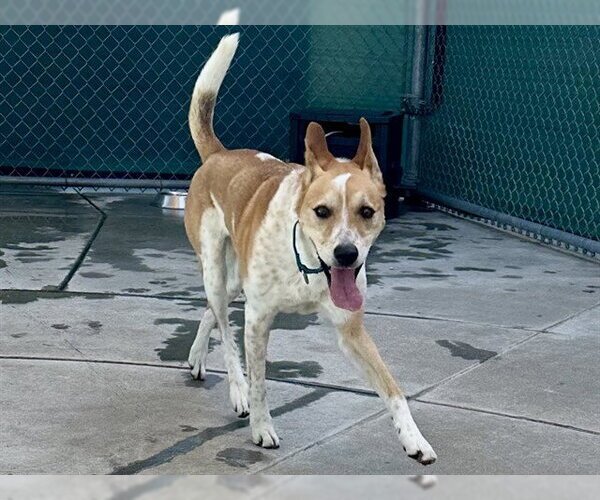 Medium Photo #3 German Shepherd Dog-Unknown Mix Puppy For Sale in Martinez, CA, USA