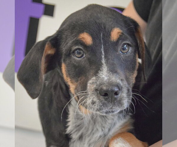 Medium Photo #6 Beagle-Unknown Mix Puppy For Sale in Huntley, IL, USA