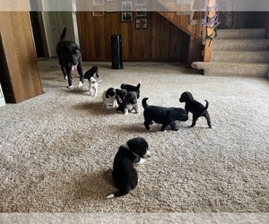 Great Pyredane Puppy for Sale in NEOLA, West Virginia USA