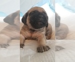 Small Photo #39 Mastiff Puppy For Sale in FULTON, NY, USA