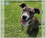 Small #2 American Pit Bull Terrier Mix
