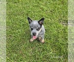 Small #4 Australian Cattle Dog