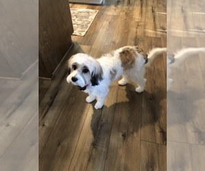 Cavaton-Coton de Tulear Mix Puppy for sale in MONROE, NC, USA