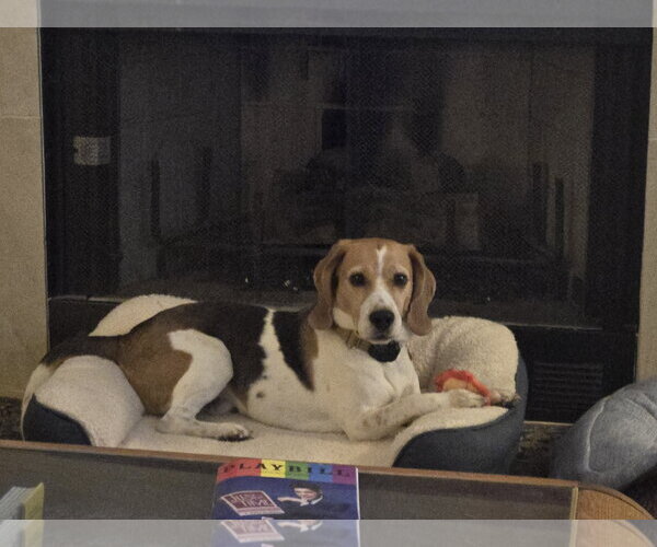 Medium Photo #1 Beagle Puppy For Sale in Las Vegas, NV, USA