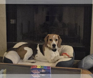 Beagle Dogs for adoption in Las Vegas, NV, USA