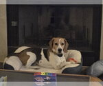Peetie - Male Beagle Dog for Adoption - Small photo