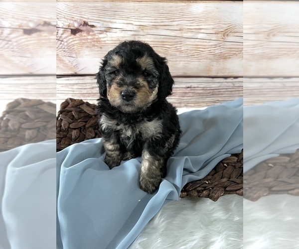 Medium Photo #4 Bernedoodle (Miniature) Puppy For Sale in UNIONVILLE, IA, USA