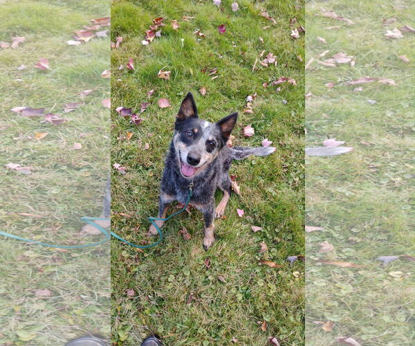 Medium Photo #5 Mutt Puppy For Sale in Garden City, NY, USA