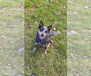 Ivy - Female Mutt Dog for Adoption - Photo #5