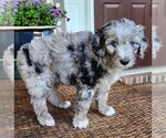 Small #8 Aussiedoodle