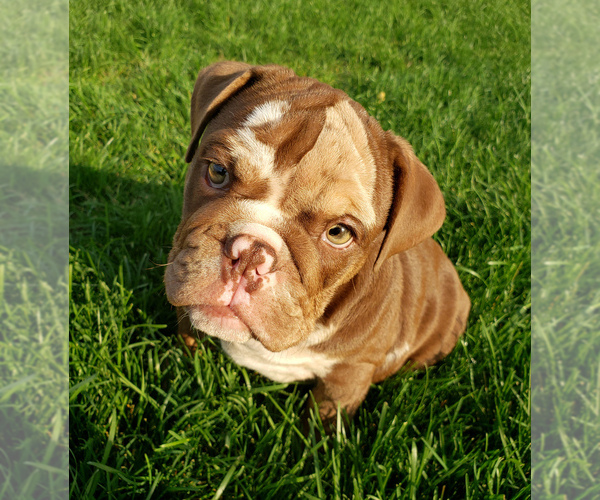 Medium Photo #7 Bulldog Puppy For Sale in PASCO, WA, USA
