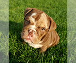 Small Photo #7 Bulldog Puppy For Sale in PASCO, WA, USA